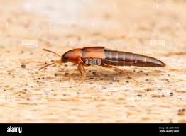 Attēlu rezultāti vaicājumam “Tachyporus sp.”