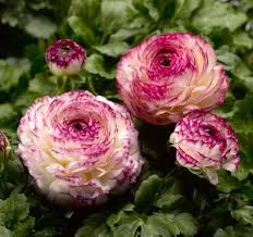 Attēlu rezultāti vaicājumam “Ranunculus mendax”