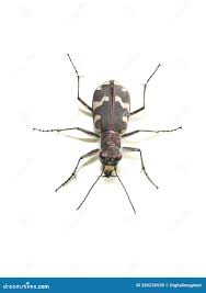 Attēlu rezultāti vaicājumam “Cicindela maritima”