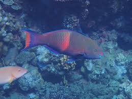 Image result for Scarus fuscopurpureus