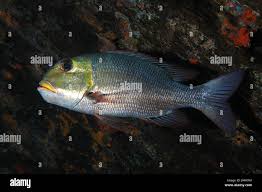 Image result for Monotaxis grandoculis