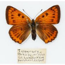 Attēlu rezultāti vaicājumam “Lycaena dispar”