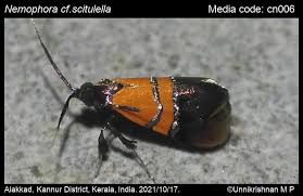 Attēlu rezultāti vaicājumam “Adelidae”