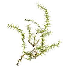 Attēlu rezultāti vaicājumam “Serpoleskea confervoides”