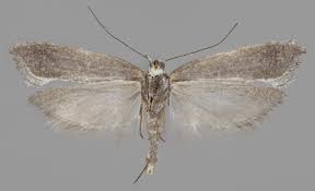 Attēlu rezultāti vaicājumam “Ypsolopha asperella”