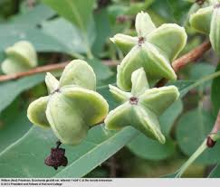 Attēlu rezultāti vaicājumam “Exochorda giraldii var. wilsonii”