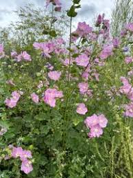 Image result for Lavatera thuringiaca