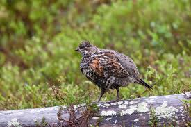 Attēlu rezultāti vaicājumam “Tetrastes bonasia female”