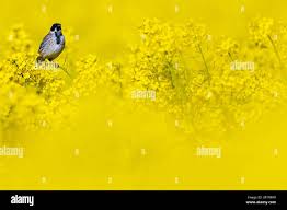 Attēlu rezultāti vaicājumam “Emberiza schoeniclus eggs”