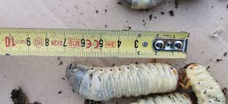 Attēlu rezultāti vaicājumam “Oryctes nasicornis larva”