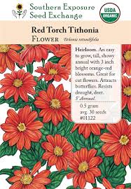 Image result for Tithonia rotundifolia
