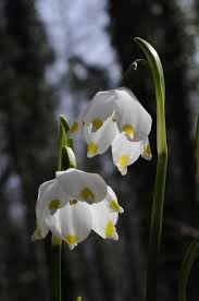 Attēlu rezultāti vaicājumam “Leucojum vernum var. vernum flower”