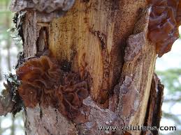 Attēlu rezultāti vaicājumam “Exidia saccharina”