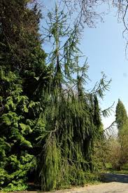 Attēlu rezultāti vaicājumam “Picea abies fo. virgata fruit”