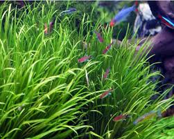 Attēlu rezultāti vaicājumam “Bilimbia tetramera”