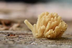 Attēlu rezultāti vaicājumam “Enteridium olivaceum plasmodium”