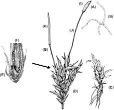 Attēlu rezultāti vaicājumam “Ceratodon purpureus sporophyte”