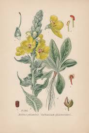 Image result for Verbascum phlomoides