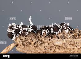 Attēlu rezultāti vaicājumam “Diderma radiatum”