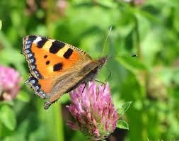 Image result for Small Tortoiseshell