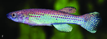 Image result for Aphyosemion