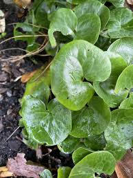 Attēlu rezultāti vaicājumam “Asarum europaeum leaf”