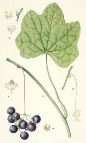 Attēlu rezultāti vaicājumam “Menispermum dauricum leaf”