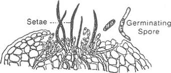 Attēlu rezultāti vaicājumam “Didymium tussilaginis spores”