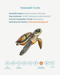 Image result for Eretmochelys imbricata