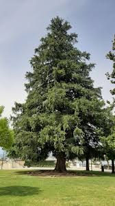 Attēlu rezultāti vaicājumam “Picea”