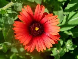Image result for Gaillardia amblyodon