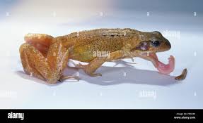 Attēlu rezultāti vaicājumam “Rana temporaria adult”