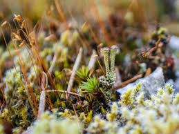 Attēlu rezultāti vaicājumam “Racomitrium canescens sporophyte”