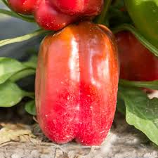 Afbeeldingsresultaat voor yolo wonder sweet pepper