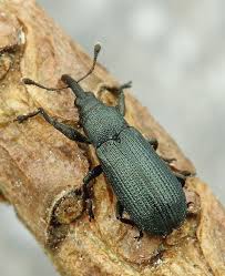 Attēlu rezultāti vaicājumam “Magdalis sp.”