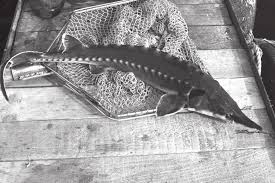 Image result for Acipenser oxyrinchus oxyrinchus