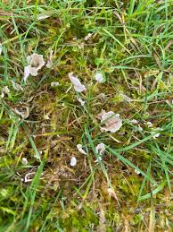 Attēlu rezultāti vaicājumam “Arrhenia retiruga”