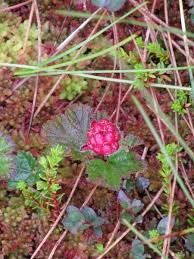 Attēlu rezultāti vaicājumam “Rubus chamaemorus leaf”