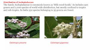 Attēlu rezultāti vaicājumam “Asclepiadaceae”