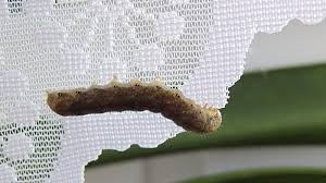 Attēlu rezultāti vaicājumam “Mamestra brassicae larva”