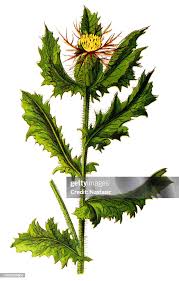 Image result for Cnicus benedictus