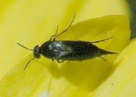 Attēlu rezultāti vaicājumam “Mordella sp.”