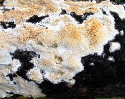 Attēlu rezultāti vaicājumam “Ceriporiopsis aneirina”