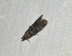 Attēlu rezultāti vaicājumam “Ortholepis betulae”