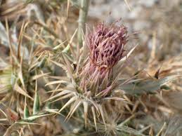 Image result for Ptilostemon afer