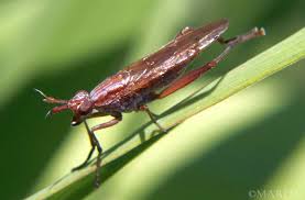 Attēlu rezultāti vaicājumam “Sciomyzidae”