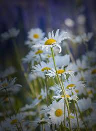 Attēlu rezultāti vaicājumam “Leucanthemum vulgare flower”