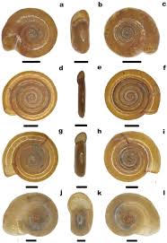 Attēlu rezultāti vaicājumam “Planorbidae”