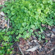 Attēlu rezultāti vaicājumam “Glechoma hederacea leaf”
