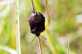 Attēlu rezultāti vaicājumam “Jalla dumosa”